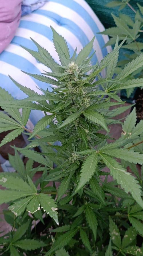 Super Boof XL Auto Outdoor. Week 7