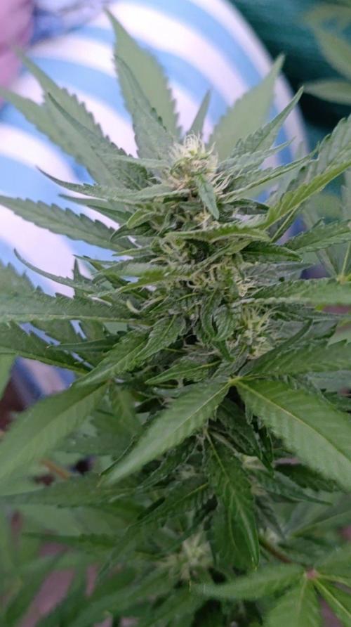 Super Boof XL Auto Outdoor. Week 7