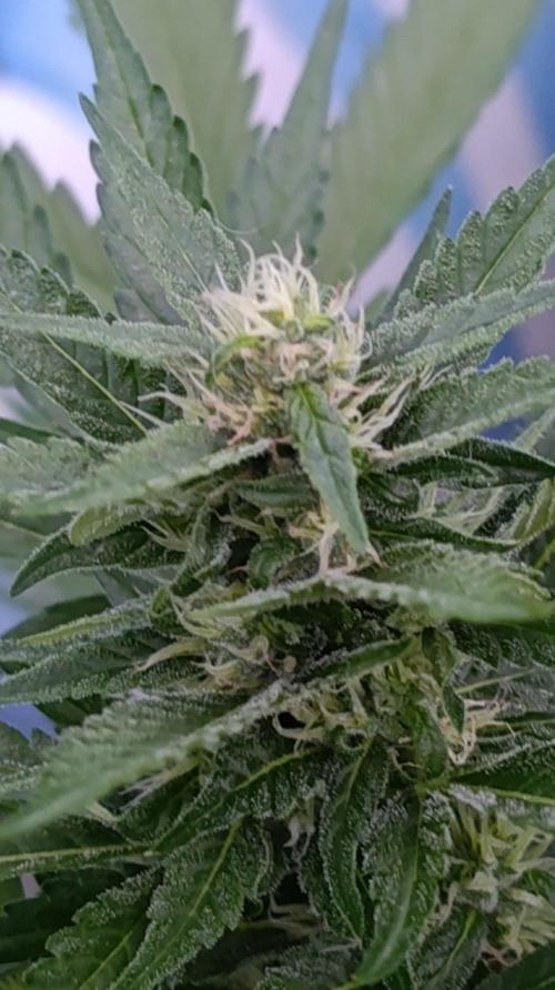 Super Boof XL Auto Outdoor. Week 7