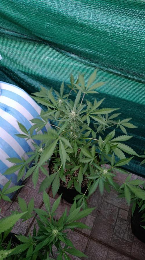 Papaya Zoap Auto. Week 7