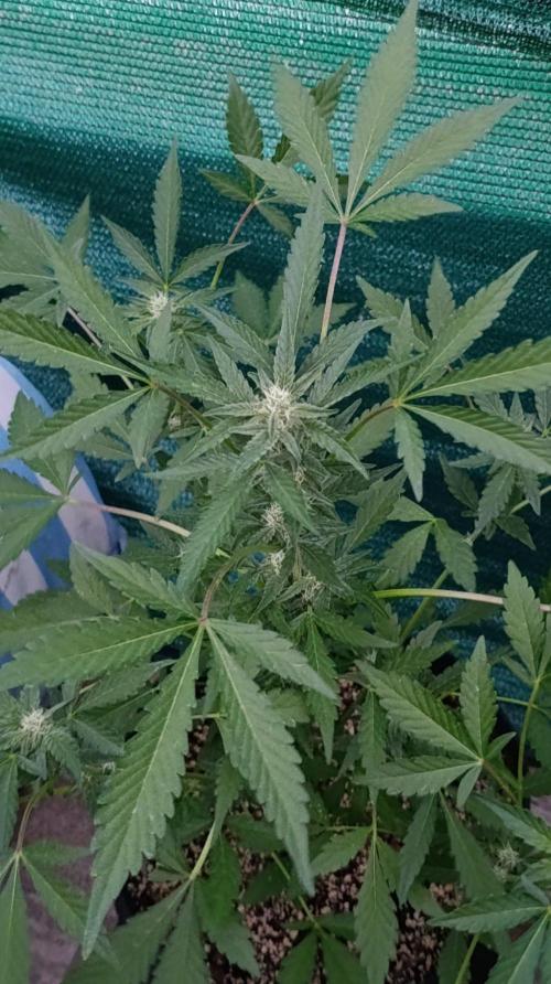 Papaya Zoap Auto. Week 7