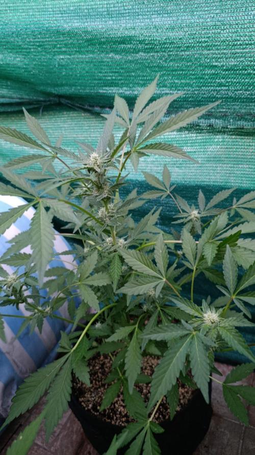 Papaya Zoap Auto. Week 7