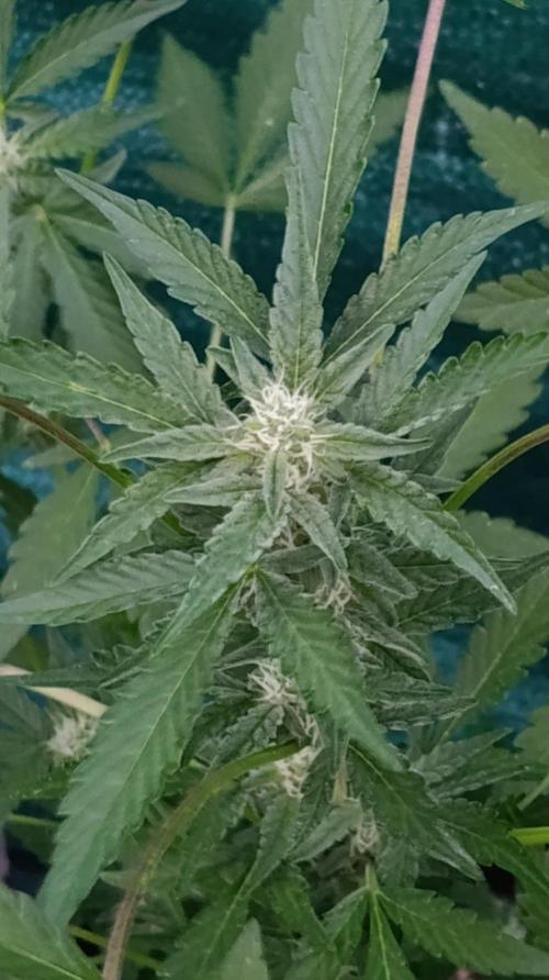 Papaya Zoap Auto. Week 7