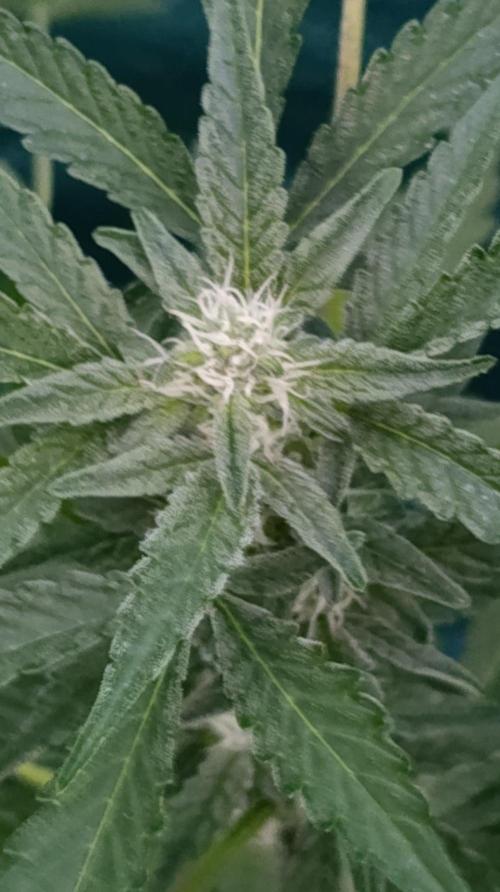 Papaya Zoap Auto. Week 7