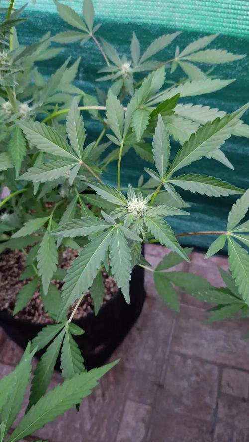 Papaya Zoap Auto
