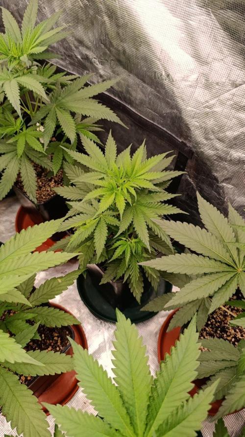 Banana Cream OG. Week 5