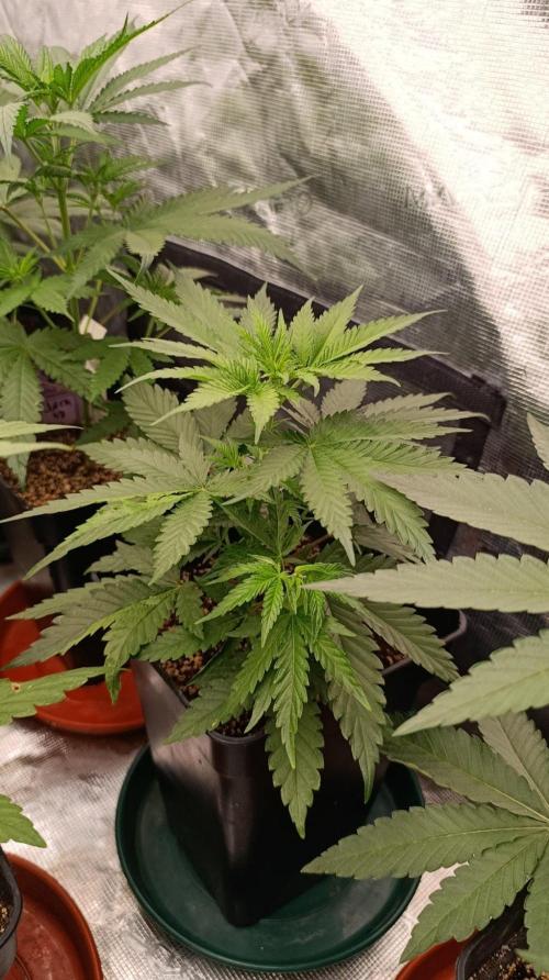 Banana Cream OG. Week 5