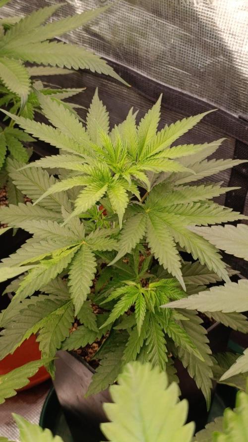 Banana Cream OG. Week 5
