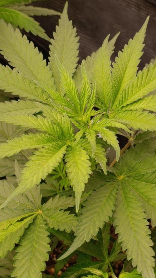 Banana Cream OG. Week 5