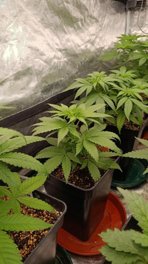 Mango Crack. Week 5