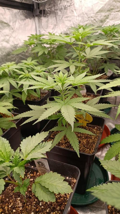 Mango Crack. Week 5