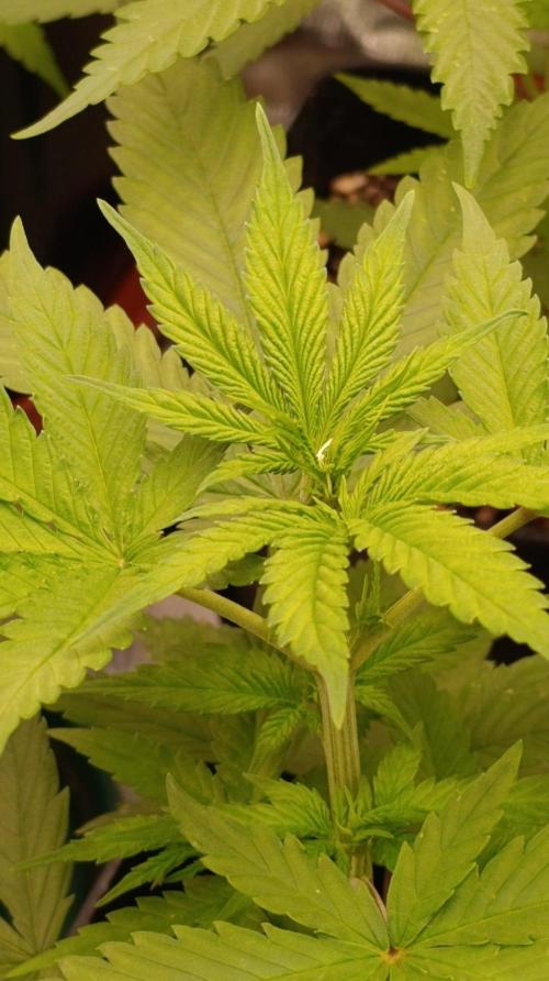 Mango Crack. Week 5