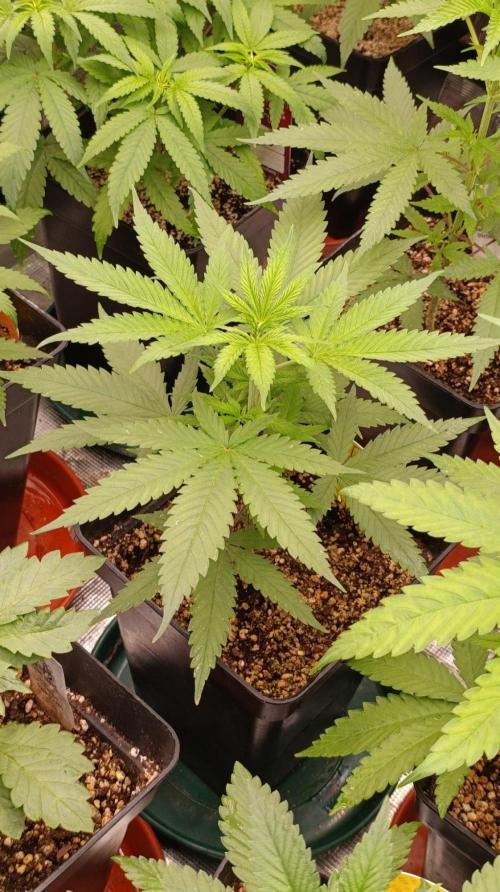 Mango Crack. Week 5