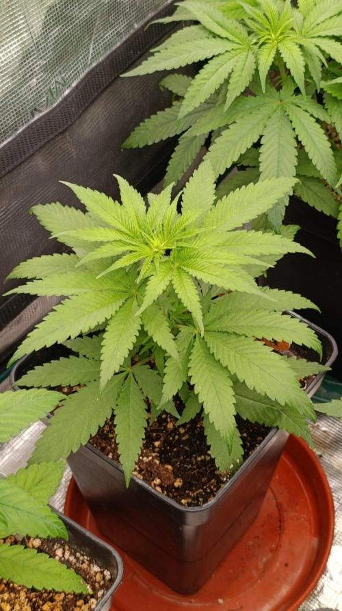 Mango Crack. Week 5