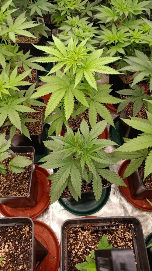 Papaya Stank. Week 5
