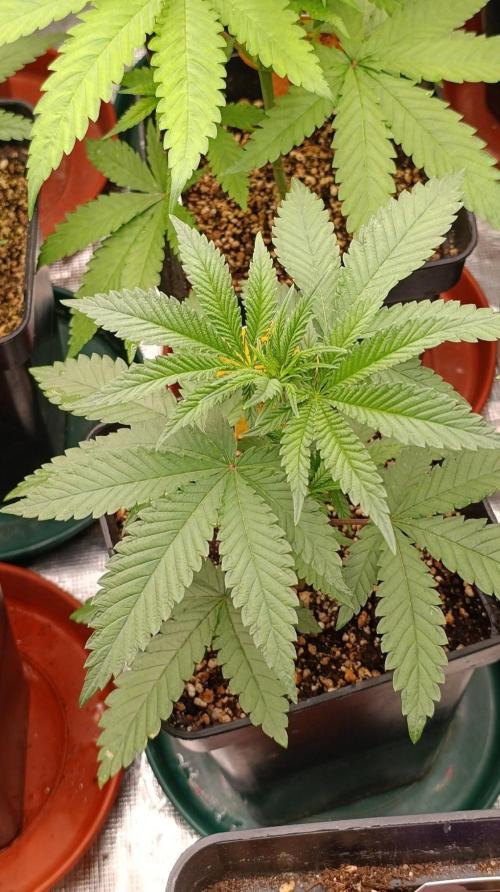 Papaya Stank. Week 5