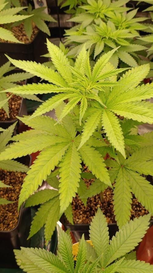 Papaya Stank. Week 5