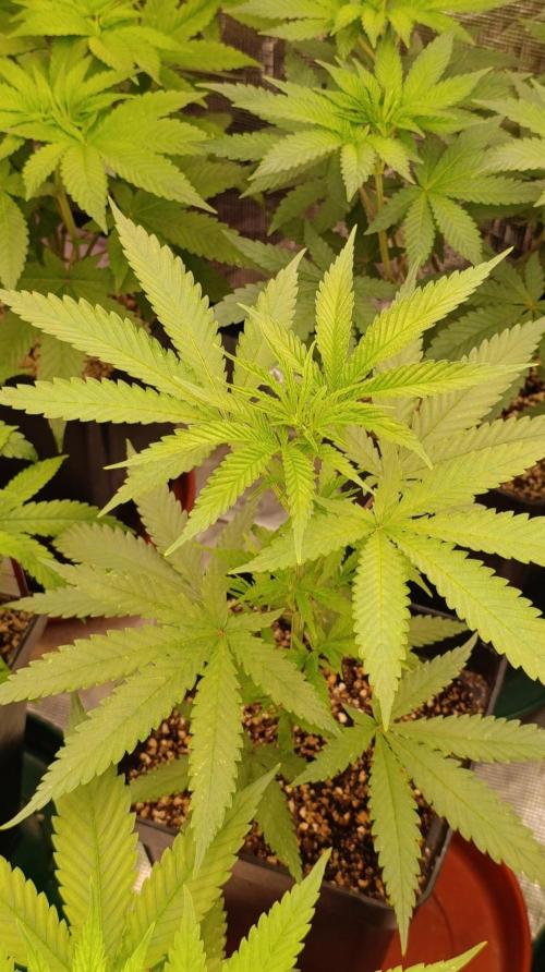 Banana Fumes Round II. Week 6