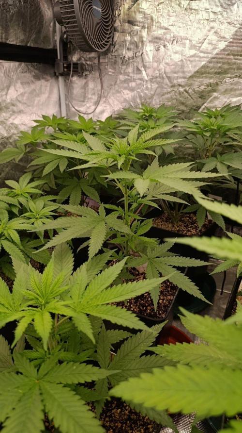 Banana Fumes Round II. Week 6