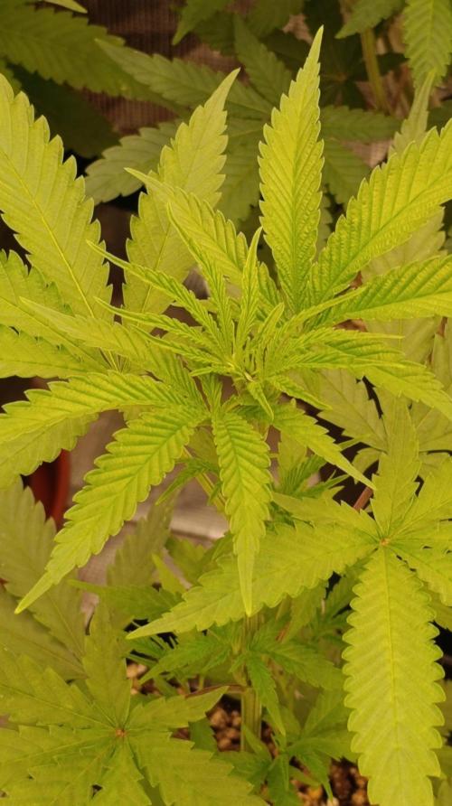 Banana Fumes Round II. Week 6