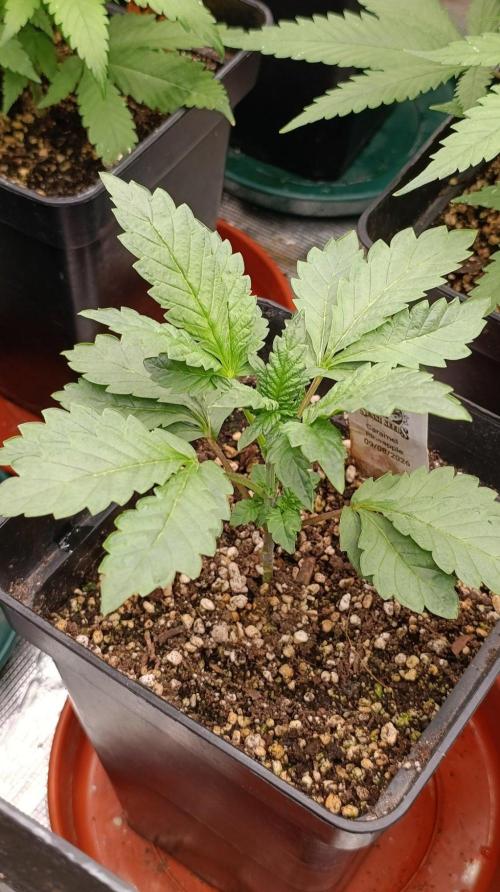 Caramel Pineapple. Week 5