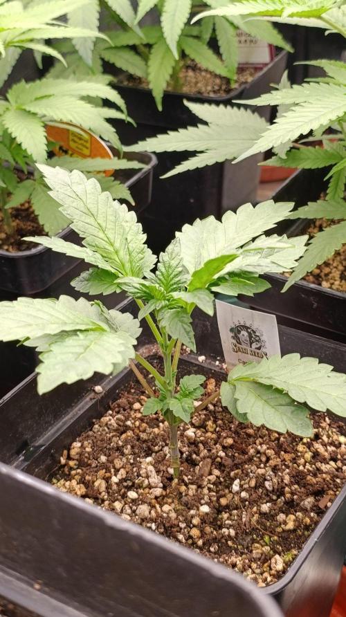 Caramel Pineapple. Week 5