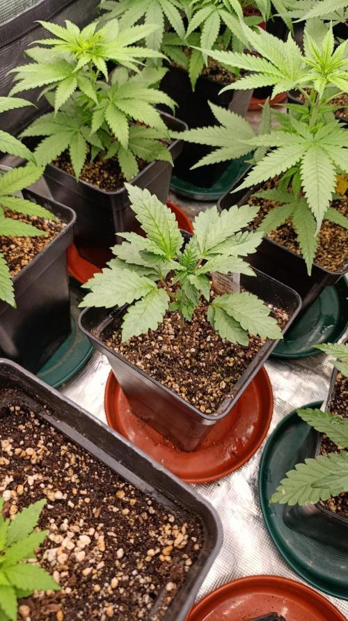 Caramel Pineapple. Week 5