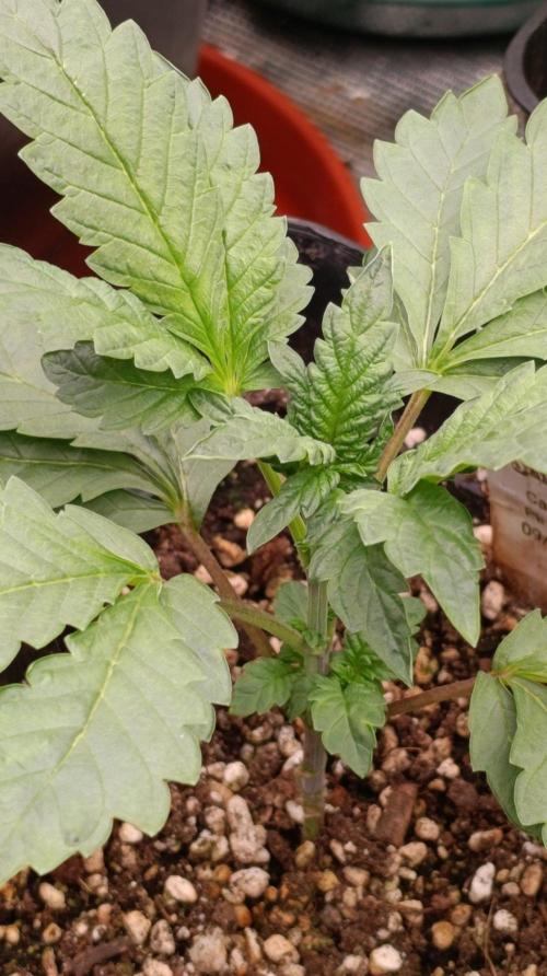 Caramel Pineapple. Week 5
