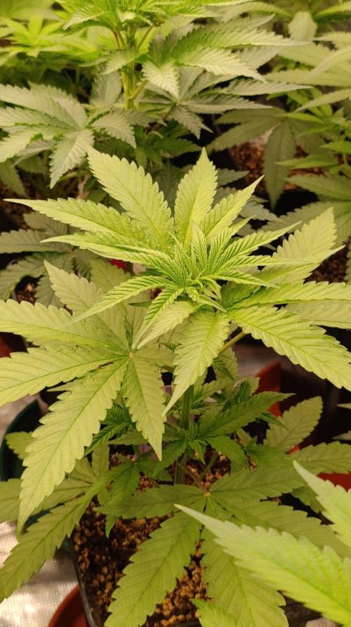 Banana Cake Pop. Week 5