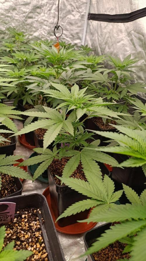 Banana Cake Pop. Week 5