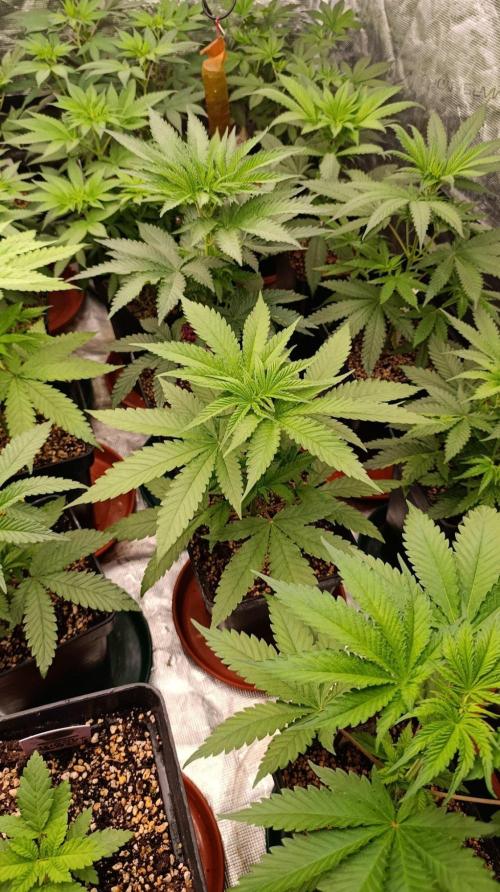 Banana Cake Pop. Week 5