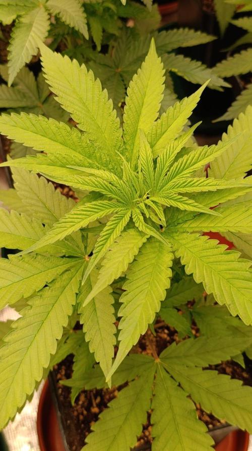 Banana Cake Pop. Week 5