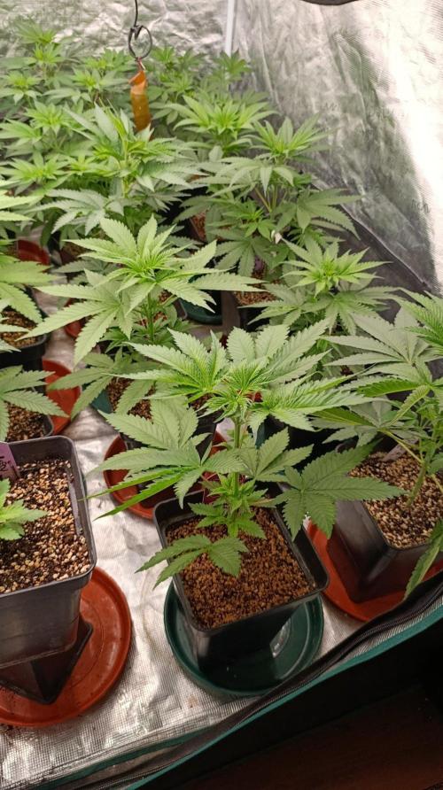 Pineapple Jack. Week 5