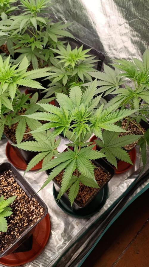 Pineapple Jack. Week 5