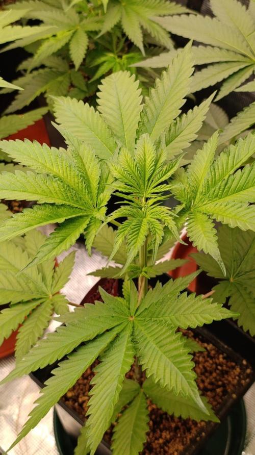 Pineapple Jack. Week 5