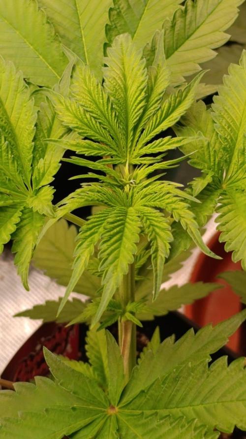 Pineapple Jack. Week 5