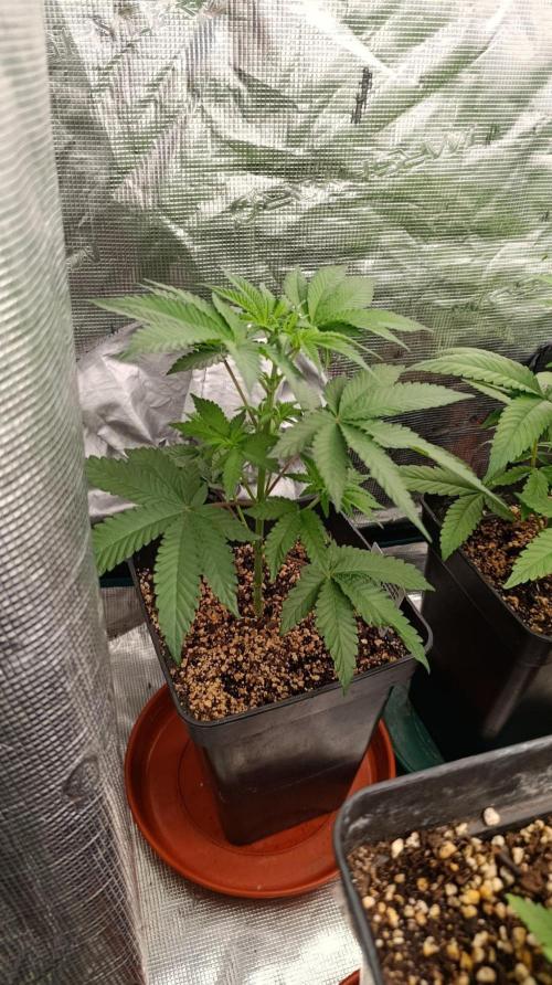 Permanent Marker RQS. Week 5