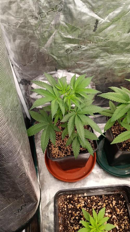 Permanent Marker RQS. Week 5