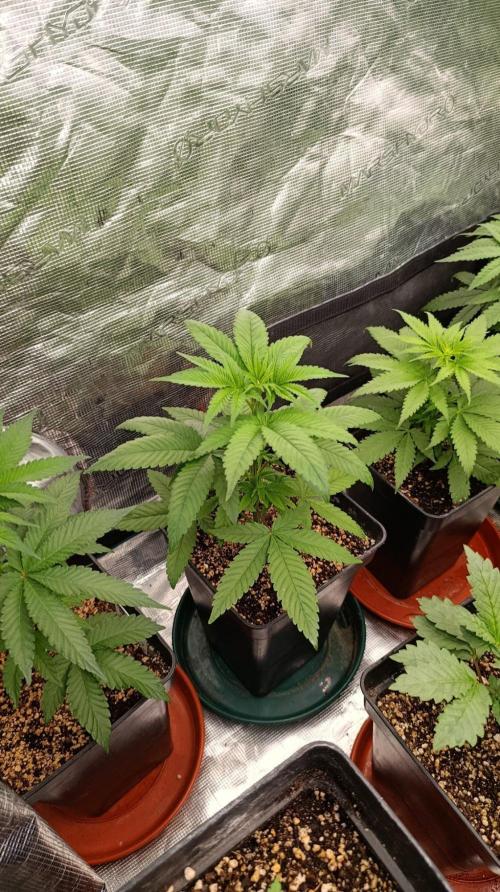 Super Boof RQS. Week 5