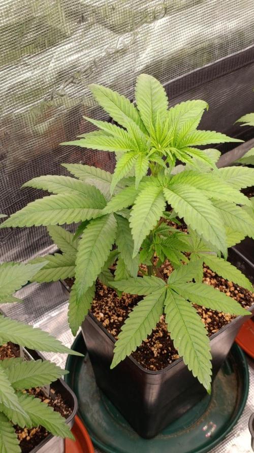 Super Boof RQS. Week 5