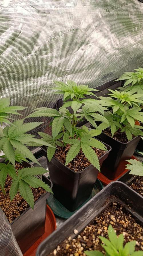 Super Boof RQS. Week 5