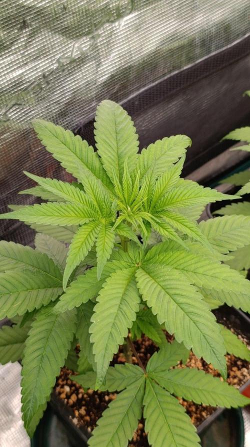 Super Boof RQS. Week 5