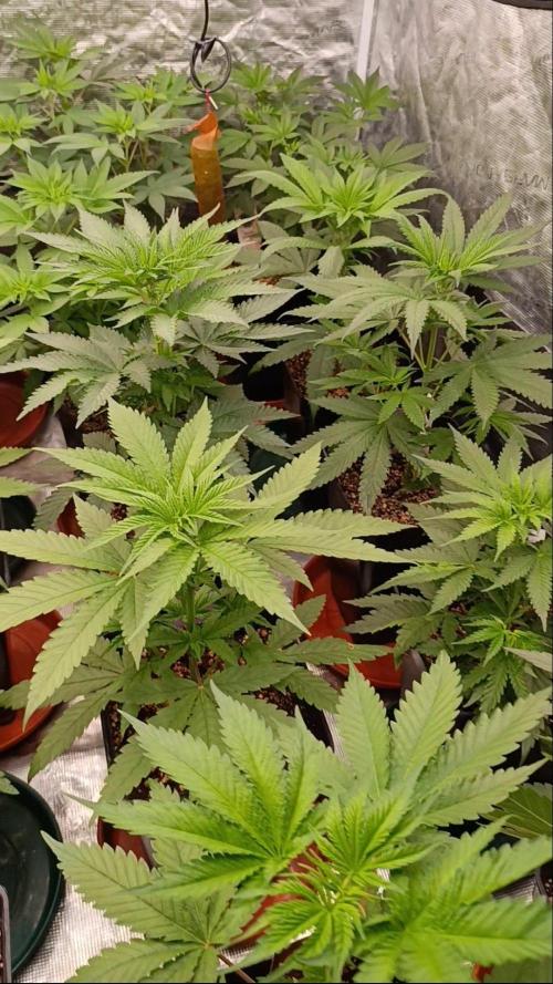 Jack 47 FV. Week 6
