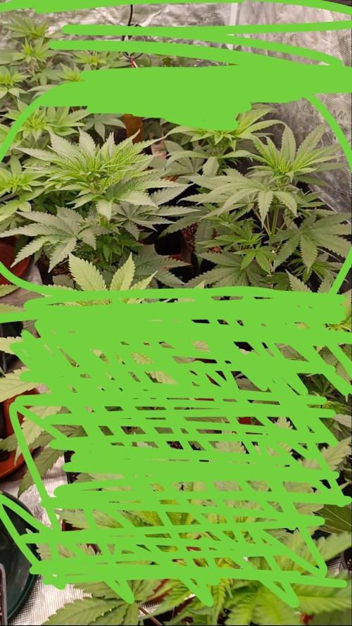 Jack 47 FV. Week 6