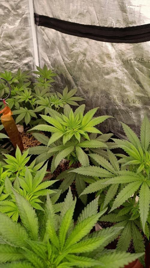 Black Mamba #42. Week 6