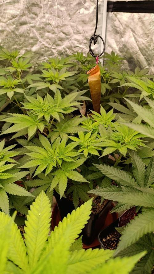 Black Mamba #42. Week 6