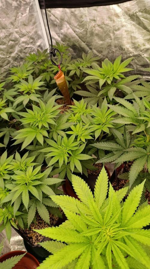 Black Mamba #42. Week 6