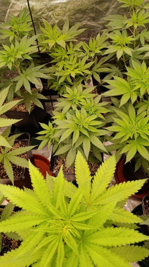 DC Kush. Week 6