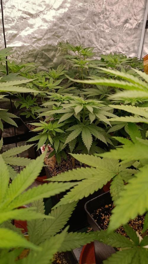 DC Kush. Week 6