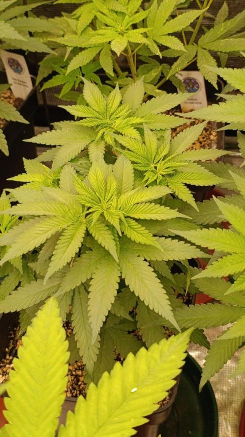 DC Kush. Week 6